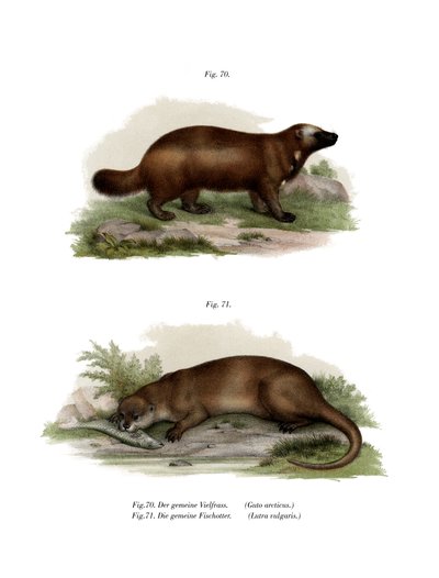 Wolverine by German School
